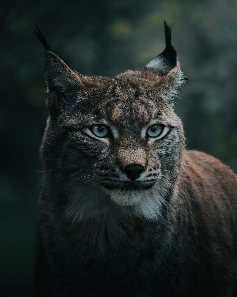 Nature Photography