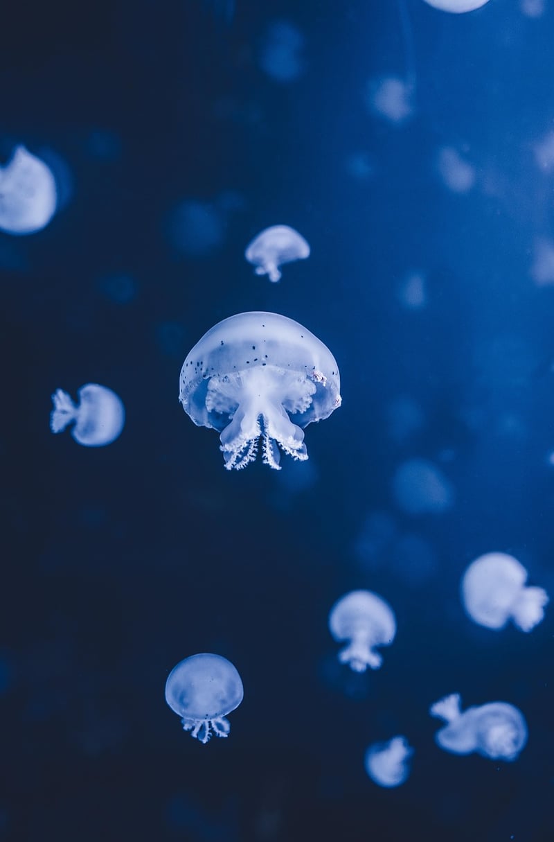 Marine Life Encounter